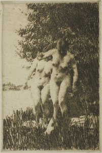 Alder