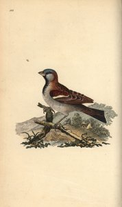 House Sparrow, Passer domesticus