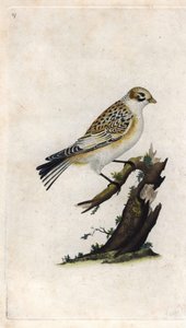 Snow Sparrow. Plectrophenax nivalis. Copper engraving by Edward Donovan, published in Histoire naturelle des oiseaux britanniques, London