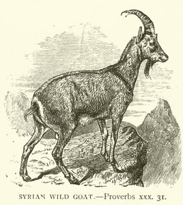 Syrian Wild Goat, Proverbs, xxx, 31
