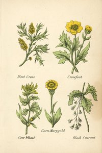 Wart Cress, Crowfoot, Cow Wheat, Corn Marygold, Black Currant