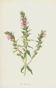 Red Bartsia