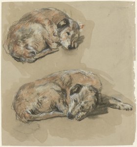 Two Studies of a Lying Dog