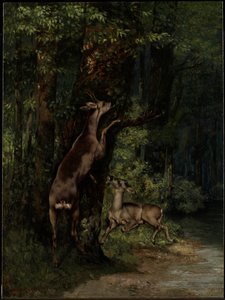 Deer in the Forest
