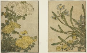 Chrysanthemum and Narcissus, from the illustrated book "Picture Book: Flowers of the Four Seasons," vol. 2