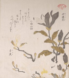 Magnolia Flowers
