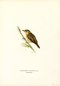 Aquatic Warbler