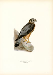 Merlin