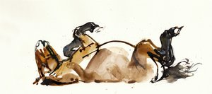 Rolling Horse (Przewalski)