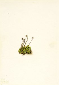 Tufted Saxifrage