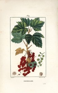Redcurrant