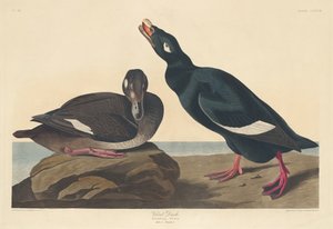 Velvet Duck