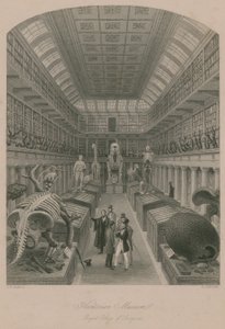 Hunterian Museum, Royal College of Surgeons, London