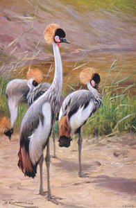 Crowned Crane, illustration from Wildlife of the World, c.1910