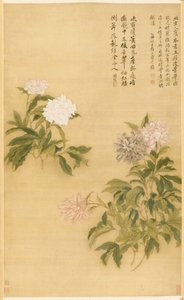 Peonies